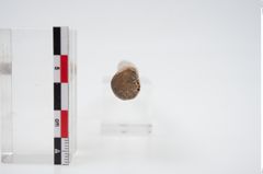 Foto von Beinstab (NHMW-PRAE-024486)